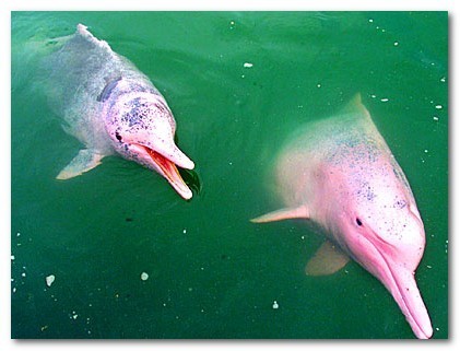 Delfines Rosas